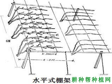 种植葡萄如何选择棚架? 种植葡萄如何选择棚架?