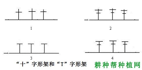 种植葡萄如何选择棚架? 种植葡萄如何选择棚架?