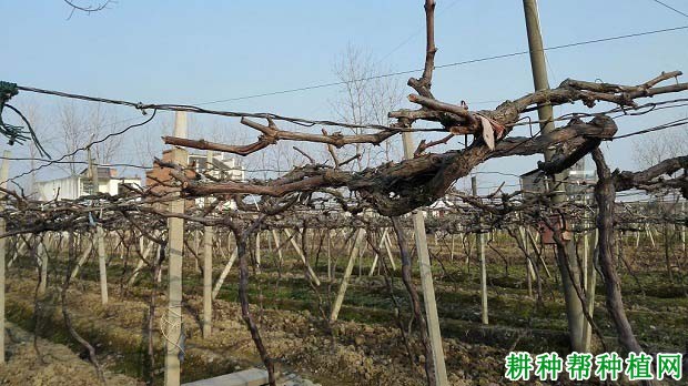 种植葡萄如何选择棚架? 种植葡萄如何选择棚架?