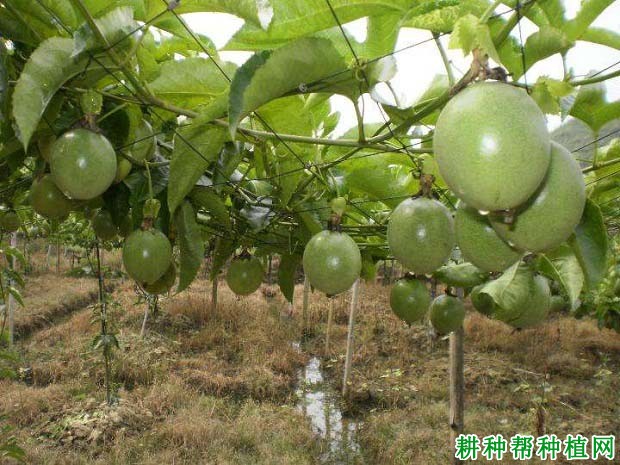 水分对百香果的生长有什么影响? 水分对百香果的生长有什么影响?