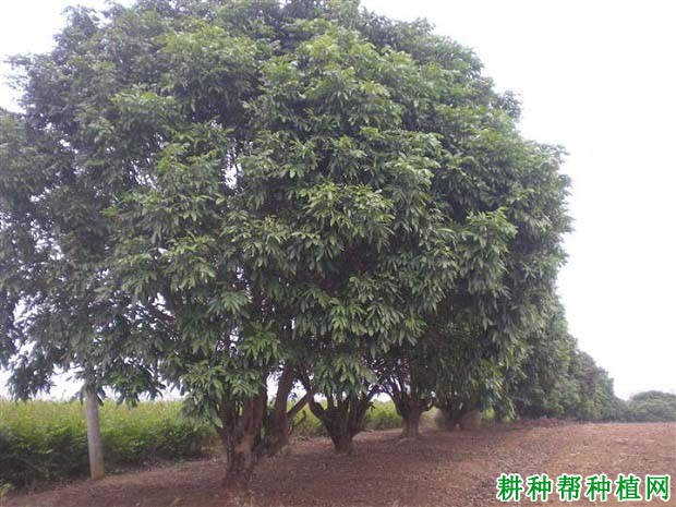 龙眼成年结果树如何施肥? 龙眼成年结果树如何施肥?