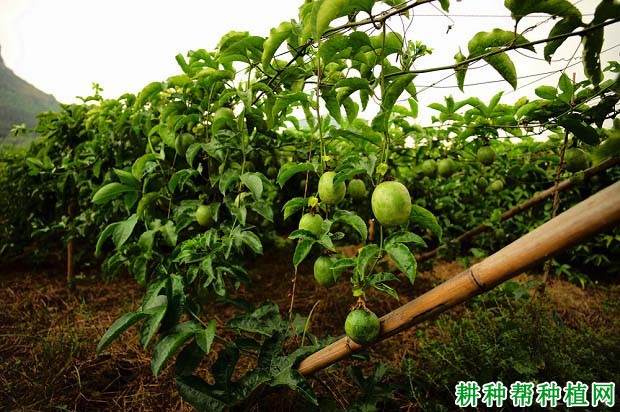 百香果适宜生长温度是多少度? 百香果适宜生长温度是多少度?