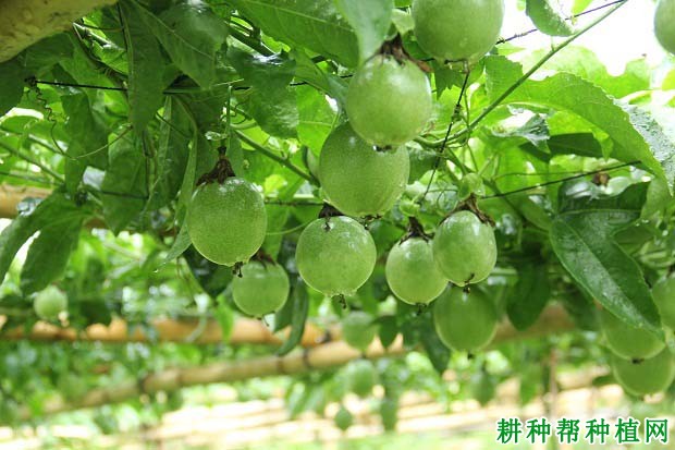 百香果适宜生长温度是多少度? 百香果适宜生长温度是多少度?
