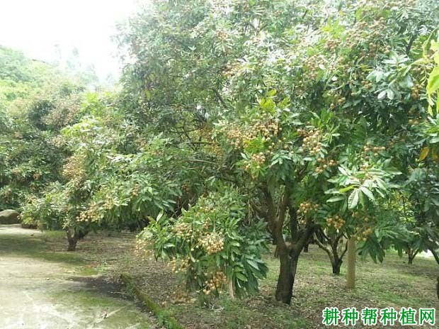 龙眼青壮年树如何施肥? 龙眼青壮年树如何施肥?