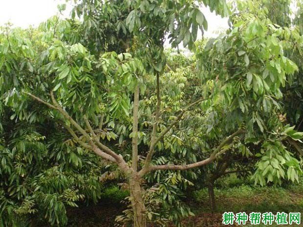 龙眼青壮年树如何施肥? 龙眼青壮年树如何施肥?