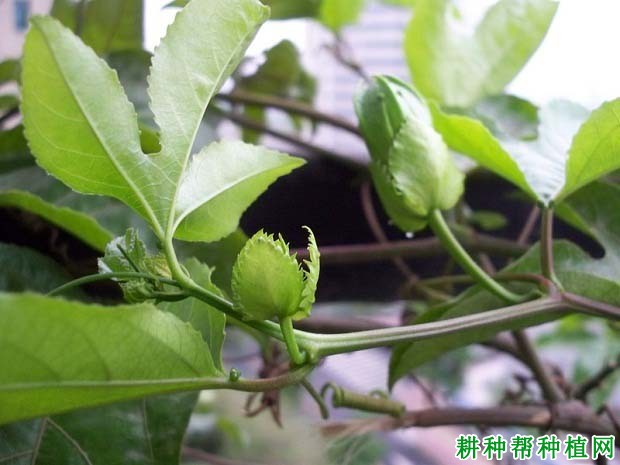 百香果开花习性是怎么样? 百香果开花习性是怎么样?