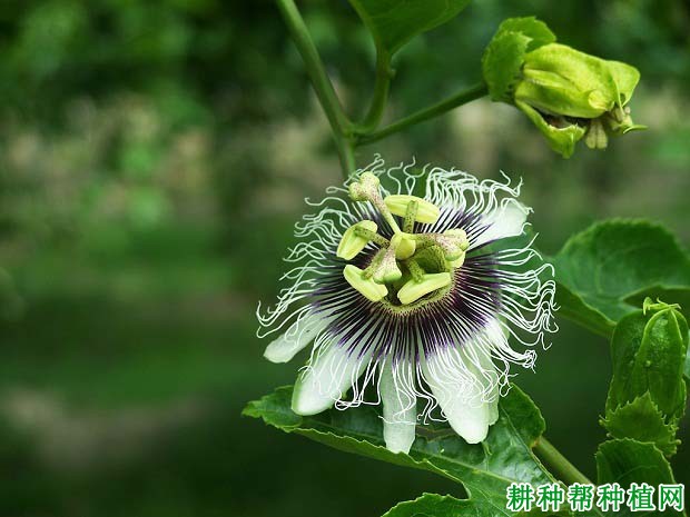 百香果开花习性是怎么样? 百香果开花习性是怎么样?