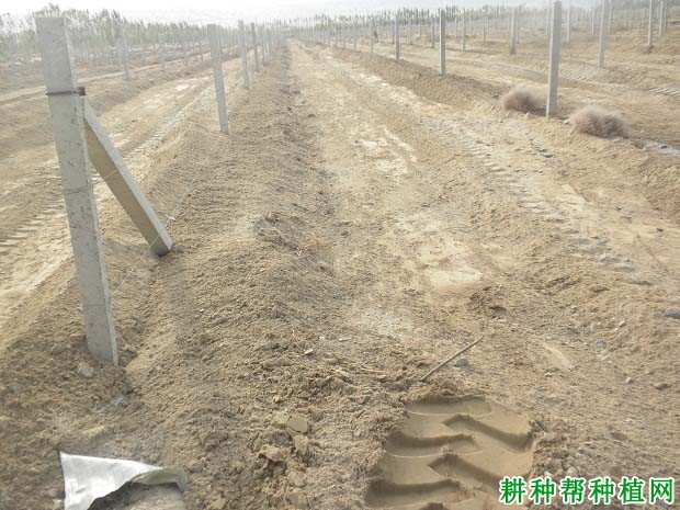 冬季葡萄埋土防寒需要注意什么? 冬季葡萄埋土防寒需要注意什么?