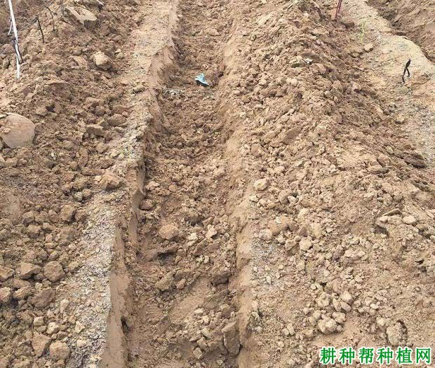 冬季葡萄埋土防寒需要注意什么? 冬季葡萄埋土防寒需要注意什么?