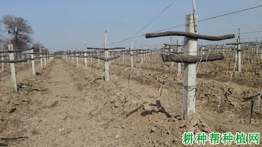冬季葡萄埋土防寒需要注意什么? 冬季葡萄埋土防寒需要注意什么?