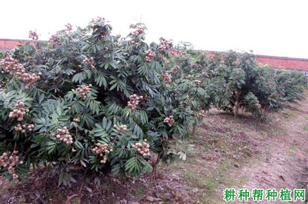 种植龙眼每年需要施多少次肥? 种植龙眼每年需要施多少次肥?