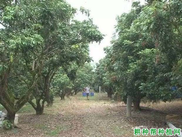 种植龙眼每年需要施多少次肥? 种植龙眼每年需要施多少次肥?