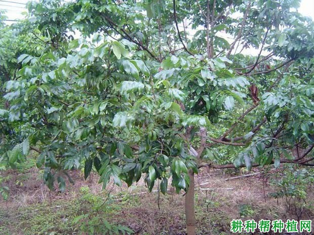 种植龙眼每年需要施多少次肥? 种植龙眼每年需要施多少次肥?