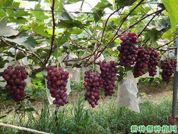 郑葡一号葡萄品种好不好? 郑葡一号葡萄品种好不好?