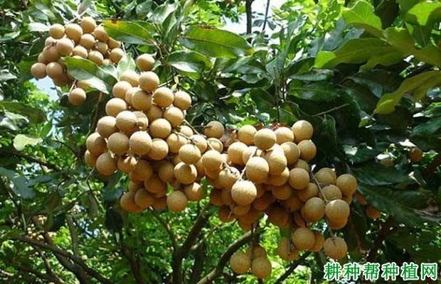 龙眼树每年施多少肥料? 龙眼树每年施多少肥料?