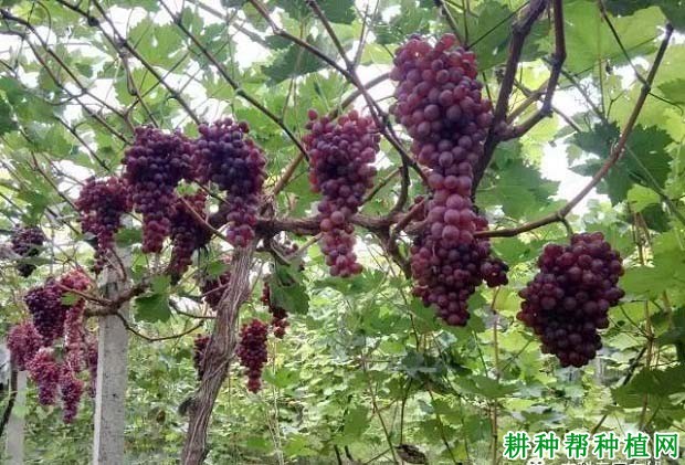 红艳无核葡萄品种好不好? 红艳无核葡萄品种好不好?