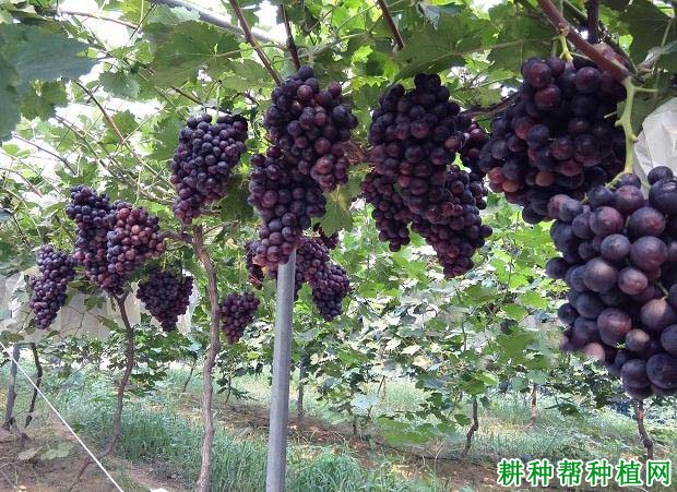 郑葡2号葡萄品种好不好? 郑葡2号葡萄品种好不好?