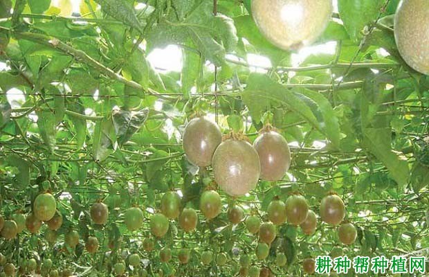 百香果如何采收? 百香果如何采收?