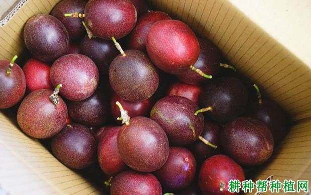 百香果如何采收? 百香果如何采收?