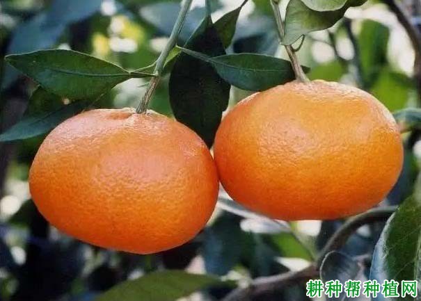 甘平柑橘品种好不好? 甘平柑橘品种好不好?