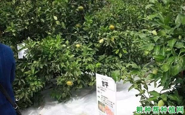 甘平柑橘品种好不好? 甘平柑橘品种好不好?