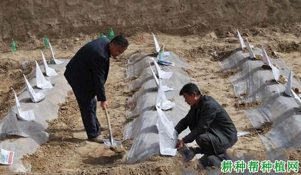 为什么秋季种植葡萄好? 为什么秋季种植葡萄好?