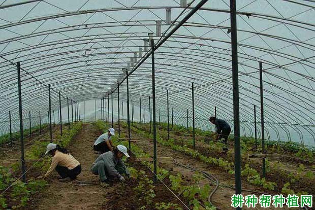 为什么秋季种植葡萄好? 为什么秋季种植葡萄好?