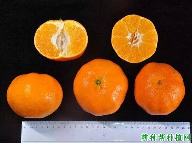 甘平柑橘品种好不好? 甘平柑橘品种好不好?