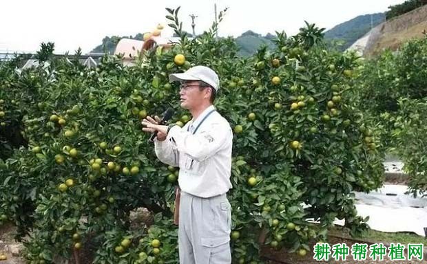 甘平柑橘品种好不好? 甘平柑橘品种好不好?