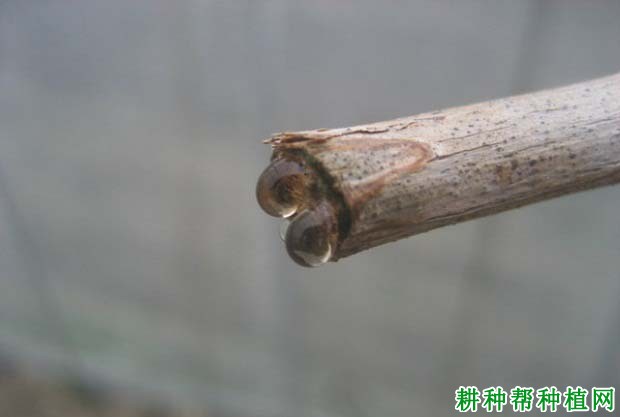 葡萄伤流期该怎样管理? 葡萄伤流期该怎样管理?