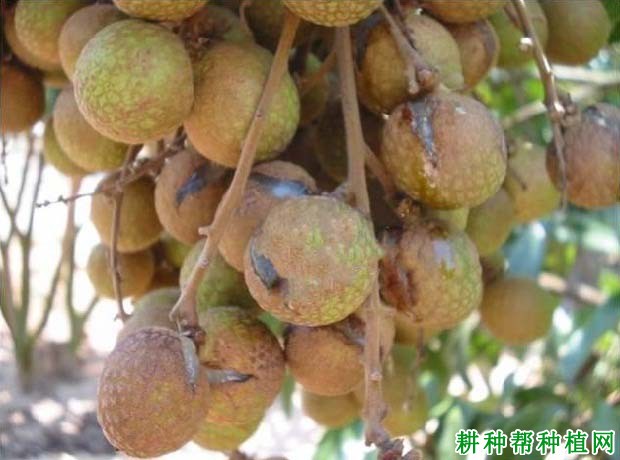 龙眼树缺素有什么症状? 龙眼树缺素有什么症状?