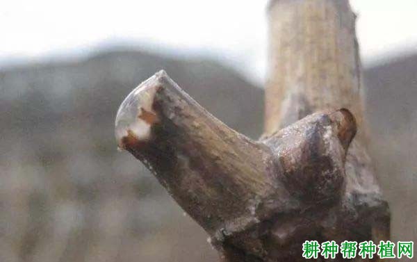 葡萄伤流期该怎样管理? 葡萄伤流期该怎样管理?