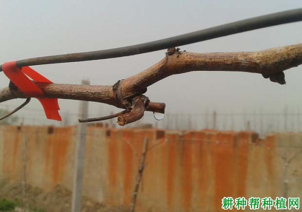 葡萄伤流期该怎样管理? 葡萄伤流期该怎样管理?