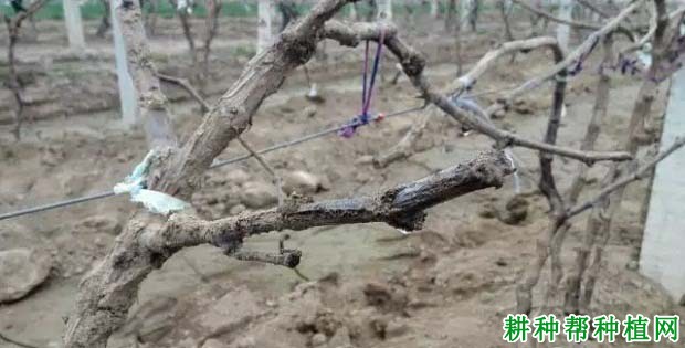 葡萄伤流期该怎样管理? 葡萄伤流期该怎样管理?