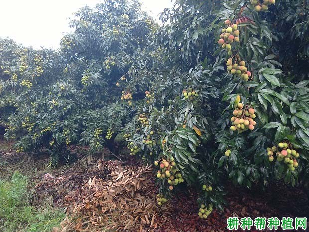荔枝成年结果树如何施肥? 荔枝成年结果树如何施肥?