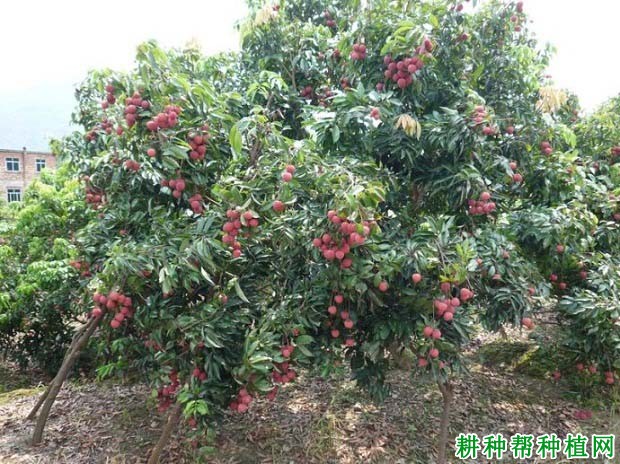 荔枝成年结果树如何施肥? 荔枝成年结果树如何施肥?