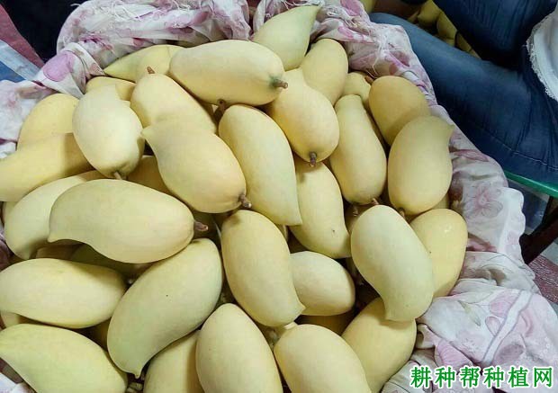 鹰嘴芒品种好不好? 鹰嘴芒品种好不好?