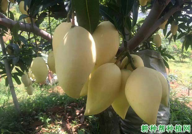 鹰嘴芒品种好不好? 鹰嘴芒品种好不好?