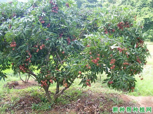荔枝青壮年树如何施肥? 荔枝青壮年树如何施肥?