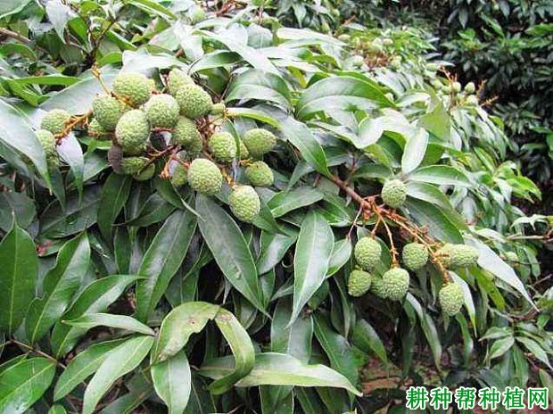 荔枝青壮年树如何施肥? 荔枝青壮年树如何施肥?
