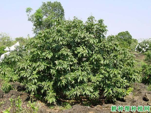 荔枝青壮年树如何施肥? 荔枝青壮年树如何施肥?