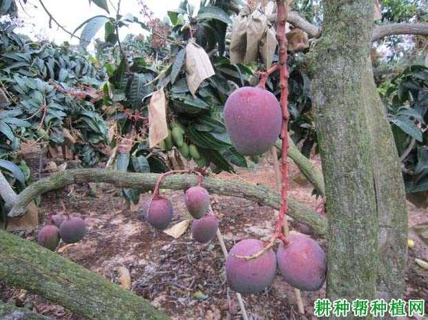 红芒6号芒果品种好不好? 红芒6号芒果品种好不好?