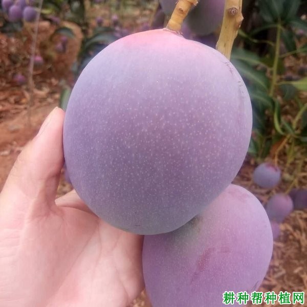 红芒6号芒果品种好不好? 红芒6号芒果品种好不好?