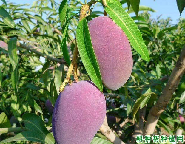 爱文芒果品种好不好? 爱文芒果品种好不好?
