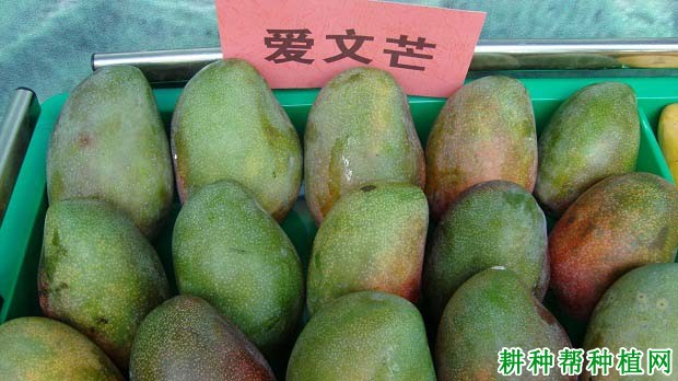 爱文芒果品种好不好? 爱文芒果品种好不好?