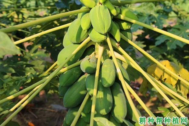 华抗二号木瓜品种好不好? 华抗二号木瓜品种好不好?