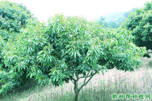 荔枝幼树如何施肥? 荔枝幼树如何施肥?
