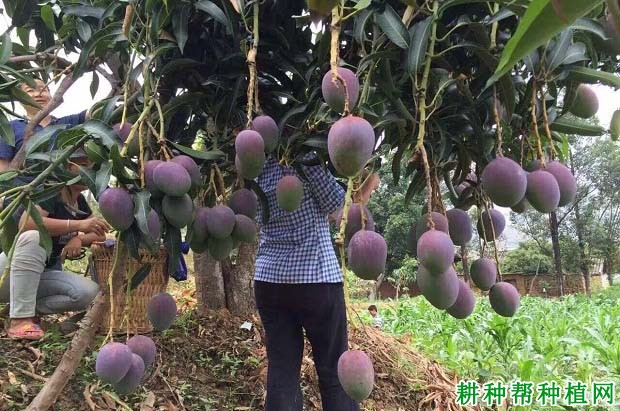 吉禄芒果品种好不好? 吉禄芒果品种好不好?