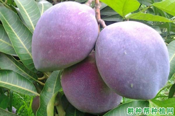 吉禄芒果品种好不好? 吉禄芒果品种好不好?