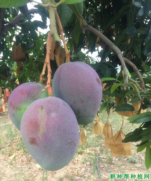 吉禄芒果品种好不好? 吉禄芒果品种好不好?
